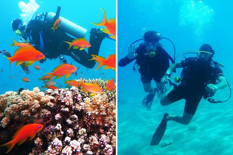 Underwater,Divemaster,Scuba diving,Marine biology,Aquanaut,Underwater diving,Reef,Organism,Diving equipment,Coral reef
