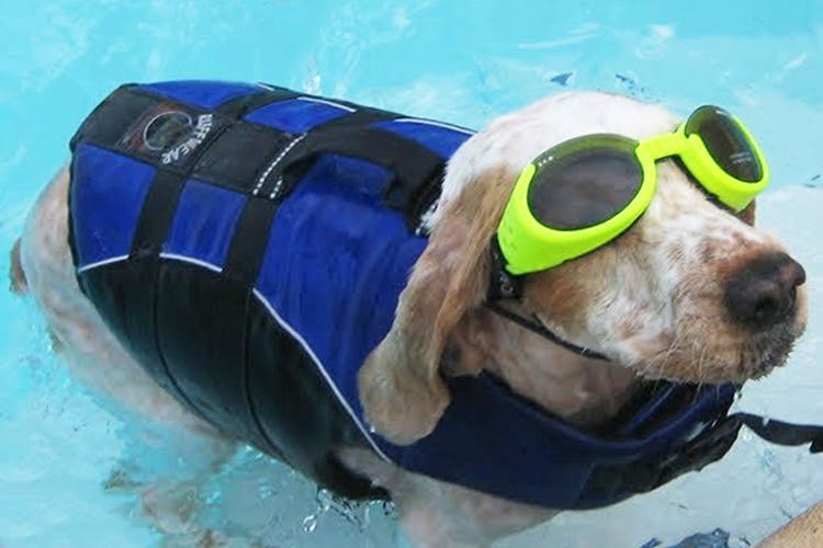 Personal protective equipment,Dog breed,Canidae,Dog,Snorkeling,Goggles,Diving mask,Snout,Recreation,Fun