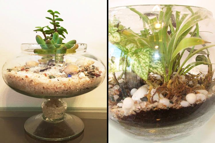 Flowerpot,Flower,Houseplant,Plant,Terrestrial plant,Glass,Centrepiece,Perennial plant