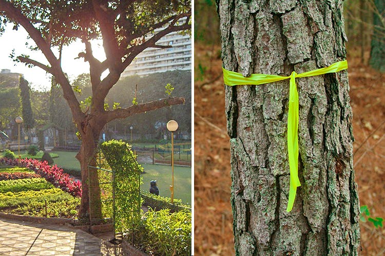 Tree,Trunk,shellbark hickory,Green,Plant,Woody plant,Leaf,Branch,sweet birch,Spring