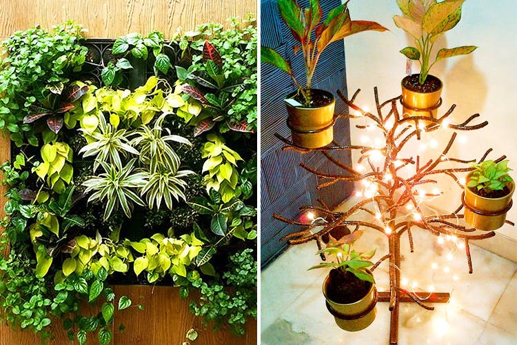 Flower,Plant,Houseplant,Flowerpot,Leaf,Flowering plant,Tree,Herb