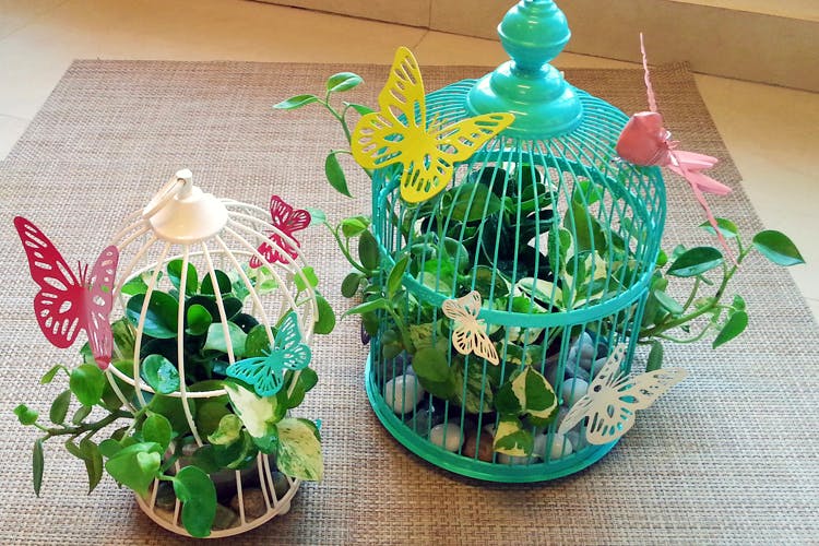 Cage,Houseplant,Flowerpot,Plant,Grass,Flower,Glass