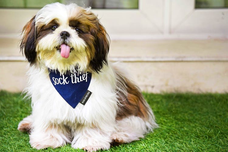 These Awesome Pet Shops In Mumbai Are All You Need LBB, Mumbai