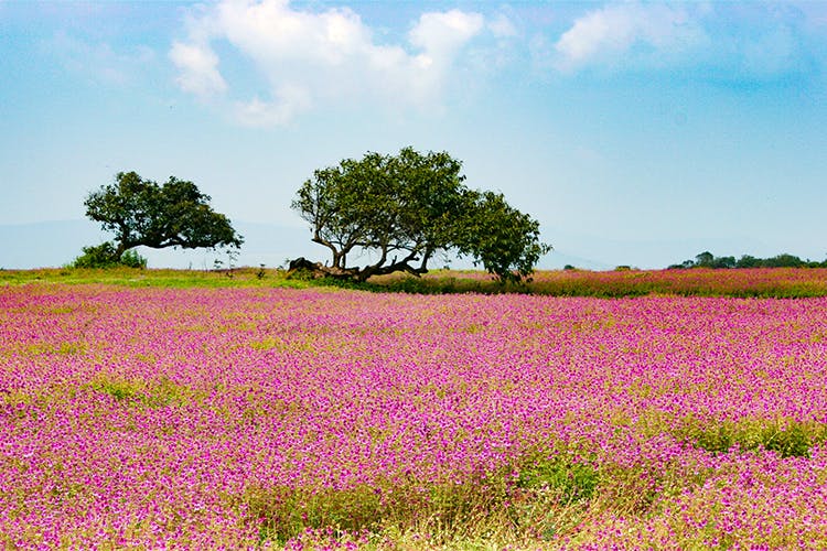 Field,Grassland,Natural environment,Prairie,Plant,Natural landscape,Flower,Meadow,Lavender,Sky