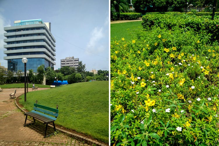 Grass,Bench,Plant,Yellow,Flower,Meadow,Tree,Furniture,Shrub,Park