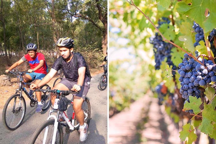 Cycle the online vineyards