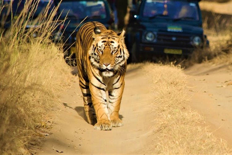Wildlife,Tiger,Vertebrate,Bengal tiger,Mammal,Terrestrial animal,Felidae,Big cats,Carnivore,Siberian tiger