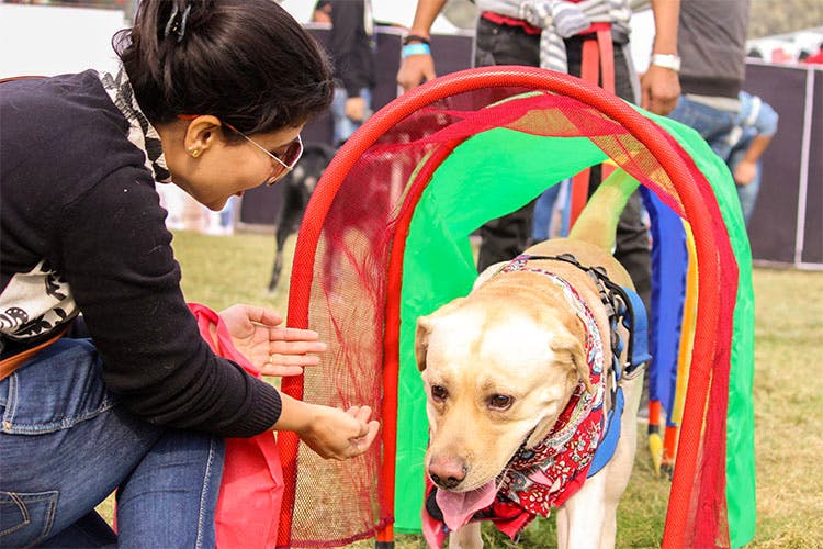 Dog,Canidae,Conformation show,Dog breed,Carnivore,Sporting Group,Companion dog,Dog agility,Kennel club,Obedience training