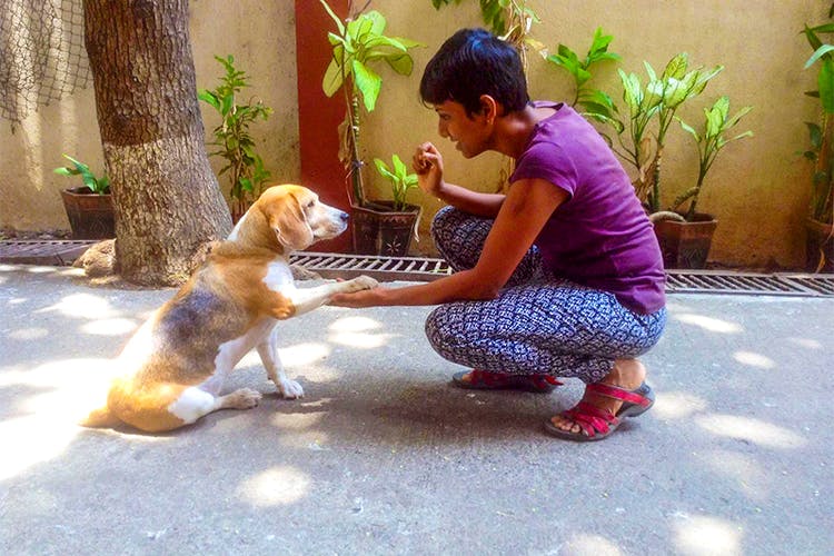 Dog,Canidae,Dog breed,Carnivore,Companion dog,Sporting Group,Street dog