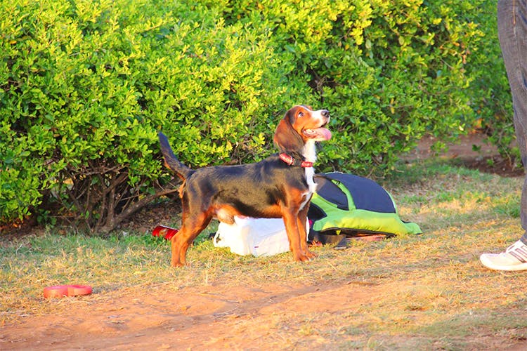Dog,Mammal,Vertebrate,Canidae,Dog breed,Carnivore,Hunting dog,Serbian tricolour hound,Finnish hound,Serbian hound