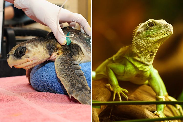 Here Are The Only Two Vets Who Can Treat Exotic Pets | LBB Mumbai