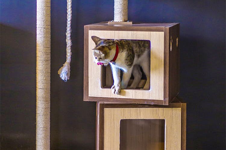 Cat,Felidae,Small to medium-sized cats,Picture frame,Carnivore,Abyssinian,Whiskers,British shorthair,Window,Cat furniture