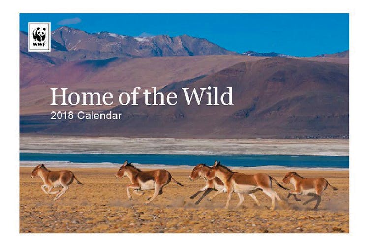Wildlife,Ecoregion,Natural environment,Adaptation,Landscape,Desert,Steppe,Herd,Grassland,Horse