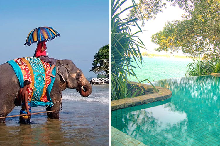 Elephant,Indian elephant,Elephants and Mammoths,African elephant,Travel,Tree,Wildlife,Adaptation,Vacation,Leisure