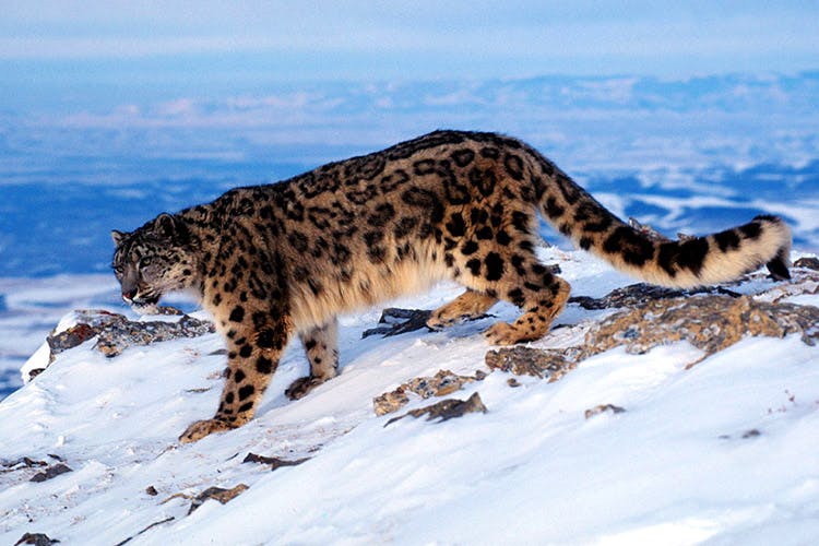 Vertebrate,Mammal,Wildlife,Felidae,Terrestrial animal,Whiskers,Carnivore,Leopard,Snow leopard,Wilderness