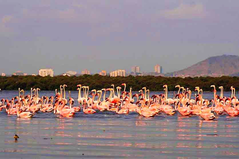 Flamingo,Greater flamingo,Bird,Water bird,Sky,Flock,Bird migration,White Pelican,Lake,Wildlife