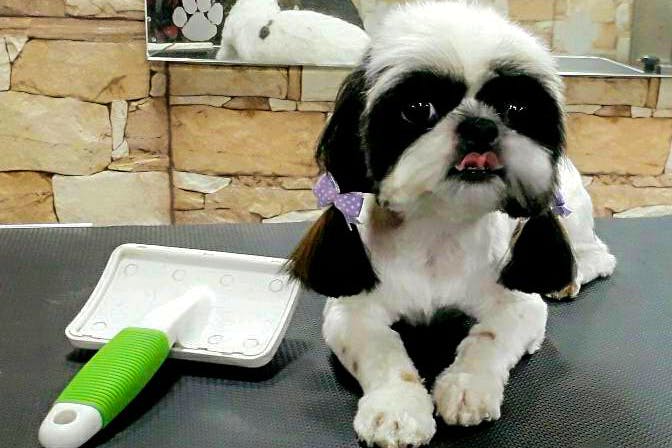 Dog,Mammal,Canidae,Dog breed,Shih tzu,Companion dog,Snout,Chinese imperial dog,Carnivore,Puppy