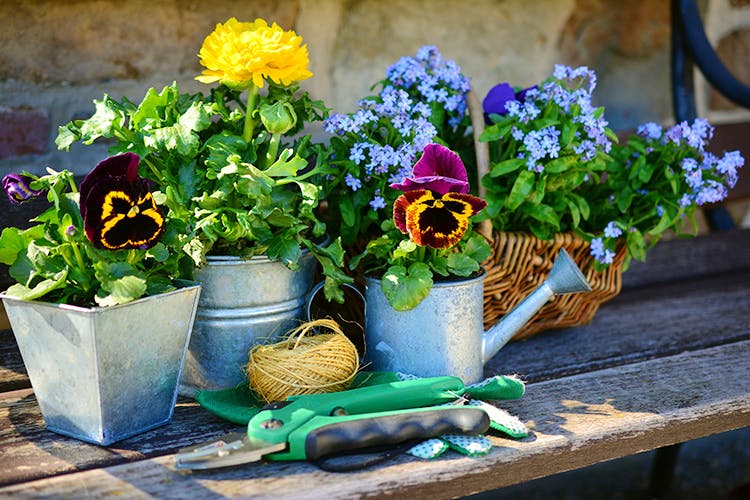 Flower,Flowerpot,Still life,Plant,Blue,Still life photography,Houseplant,Majorelle blue,Spring,Flowering plant