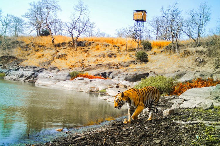 Tiger,Bengal tiger,Wildlife,Felidae,Siberian tiger,Natural landscape,Yellow,Bank,Big cats,Wilderness