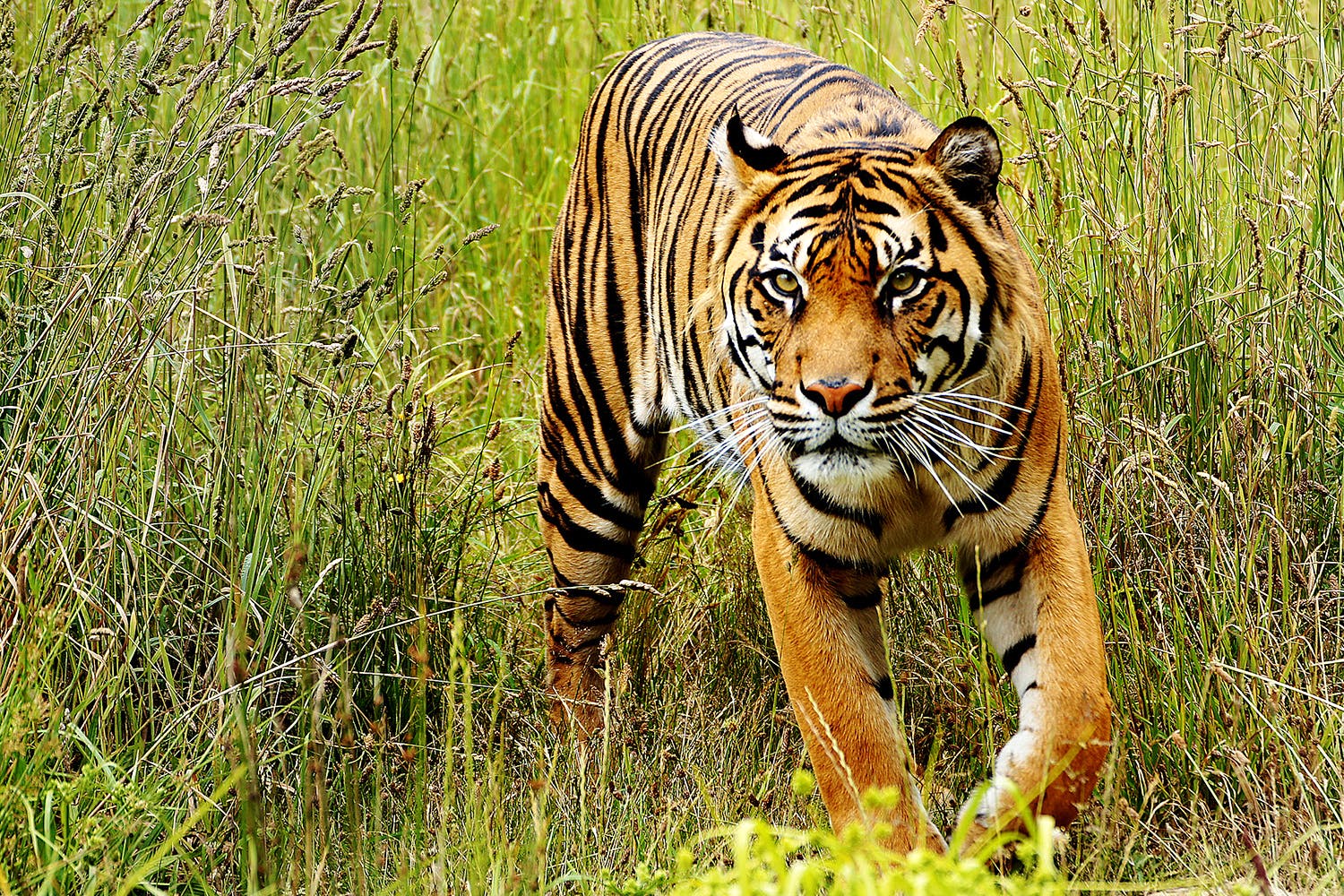 Tiger,Wildlife,Terrestrial animal,Mammal,Vertebrate,Bengal tiger,Felidae,Whiskers,Siberian tiger,Grass