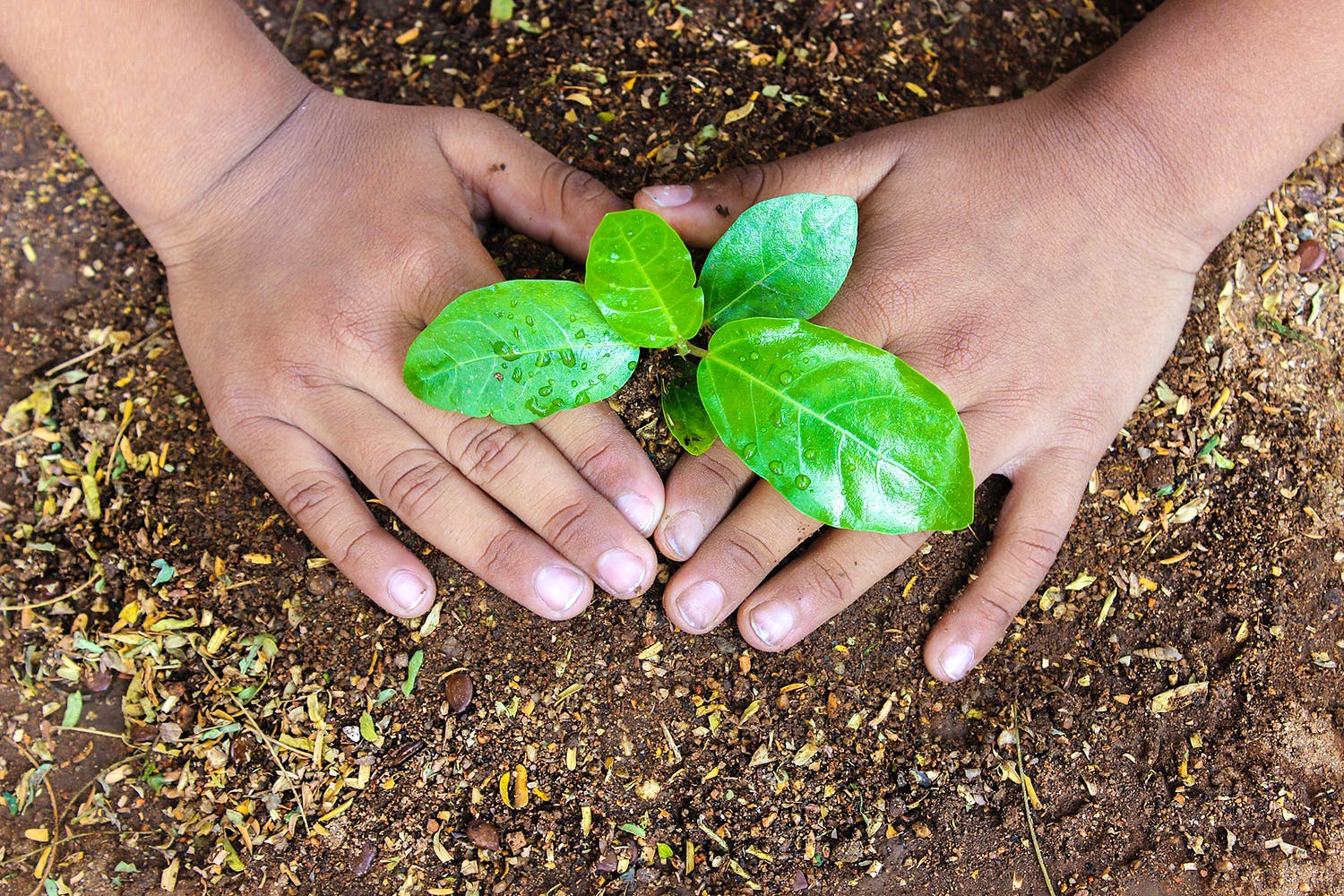 Soil,Leaf,Green,Plant,Hand,Flower,Adaptation,Herb,Arbor day,Annual plant