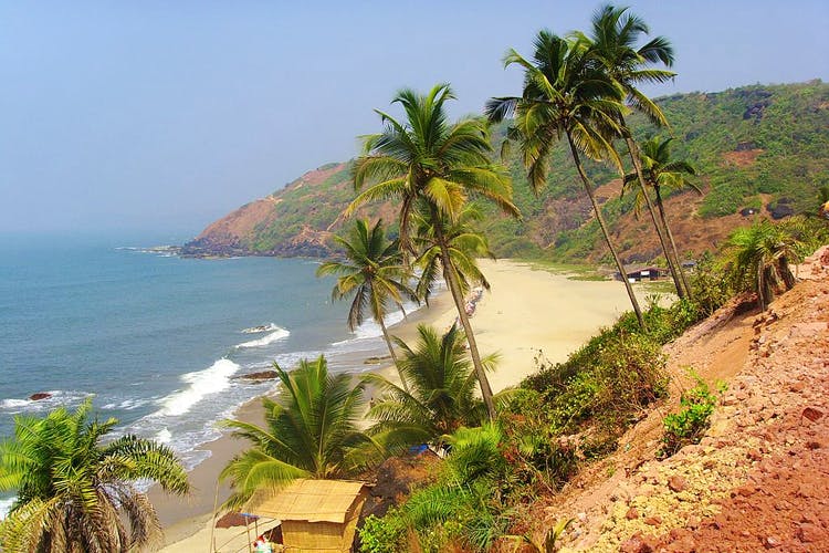 Tree,Tropics,Vegetation,Palm tree,Coast,Arecales,Beach,Shore,Sea,Attalea speciosa