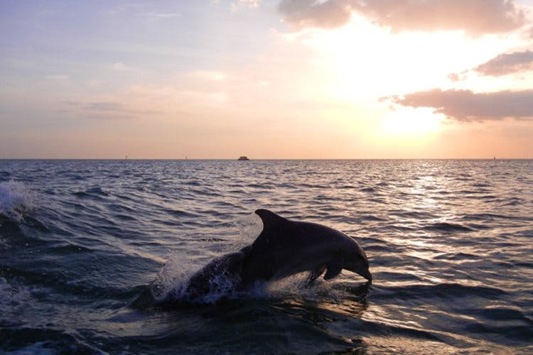 Sky,Sea,Dolphin,Ocean,Water,Horizon,Bottlenose dolphin,Marine mammal,Common bottlenose dolphin,Short-beaked common dolphin