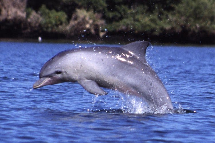 Vertebrate,Common bottlenose dolphin,Bottlenose dolphin,Dolphin,Short-beaked common dolphin,Marine mammal,Cetacea,Water,Spinner dolphin,Stenella