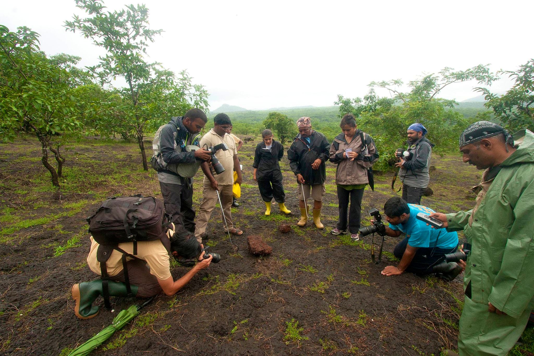 Community,Adaptation,Soil,Tree,Plantation,Plant,Plant community,Recreation,Team,Forest