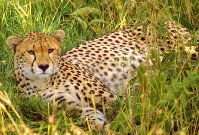 Terrestrial animal,Wildlife,Mammal,Vertebrate,Cheetah,Leopard,Nature reserve,Felidae,Vegetation,Jaguar