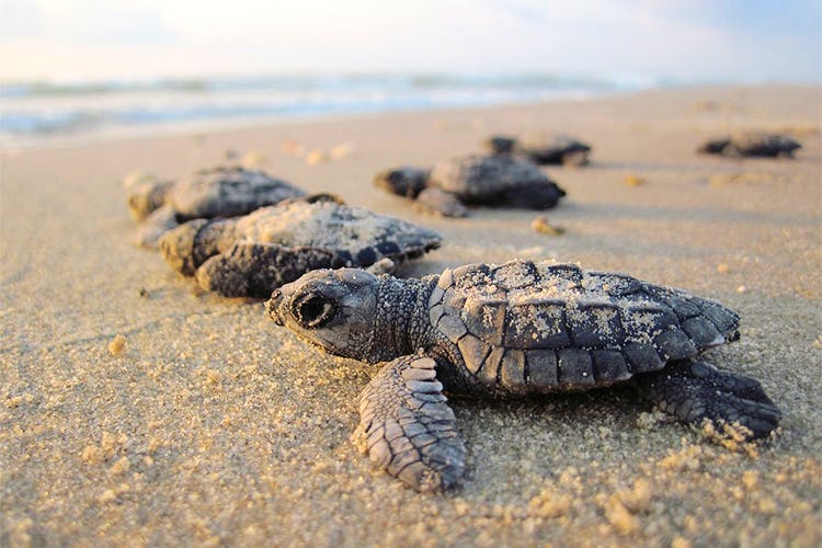 Turtles on Goa beaches