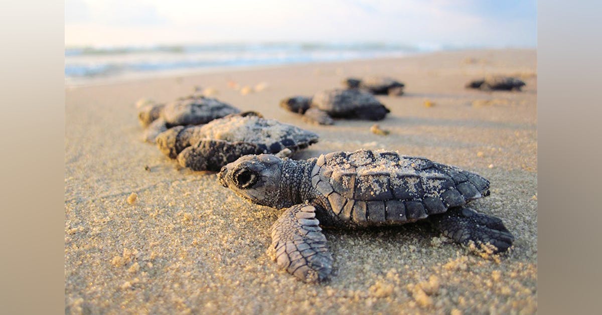 Goa Turtle Turtles on Goa beaches | LBB Goa
