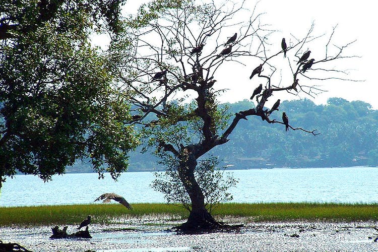 Tree,Nature,Water,Woody plant,Branch,Sky,Grass,Plant,Wildlife,River