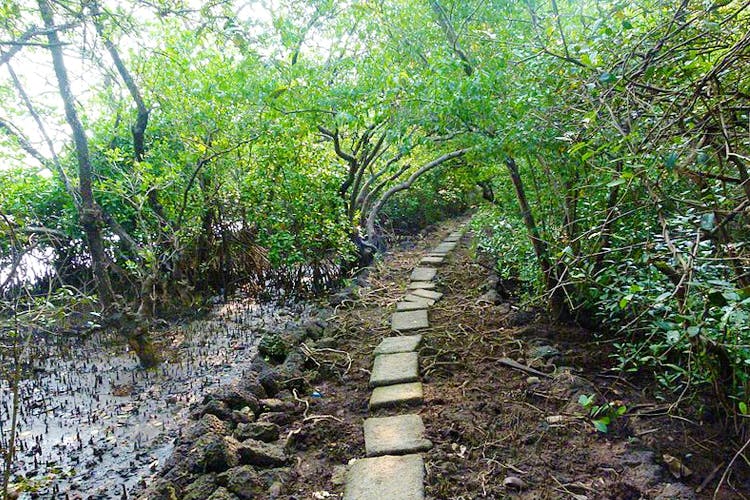 Trail,Tree,Vegetation,Nature reserve,Nature,Natural environment,Forest,Natural landscape,Jungle,Path