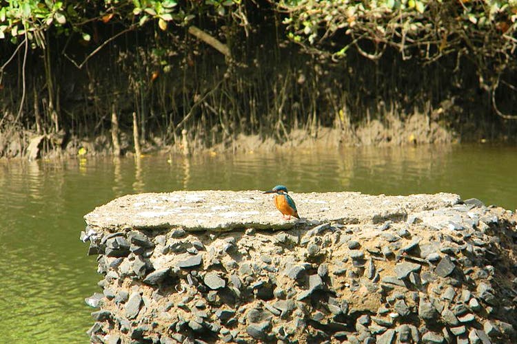 Water,Wildlife,Bird,Leaf,Watercourse,Nature reserve,Tree,Reflection,Pond,Beak