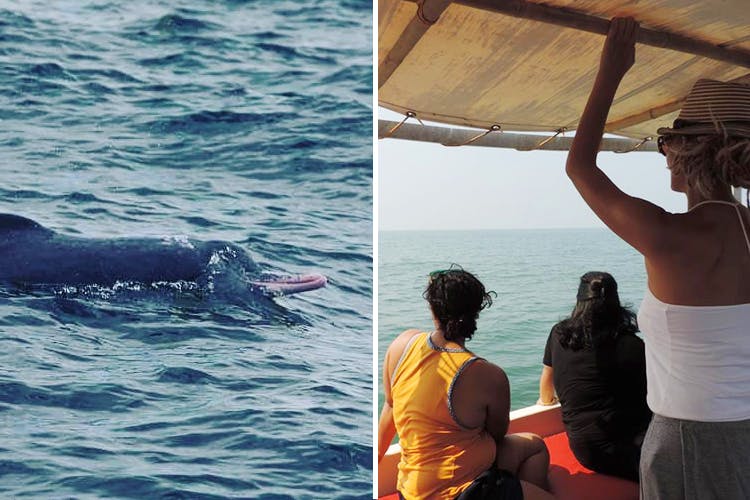 Marine mammal,Cetacea,Dolphin,Ocean,Whale,Sea,Vacation,Tourism,Marine biology,Leisure