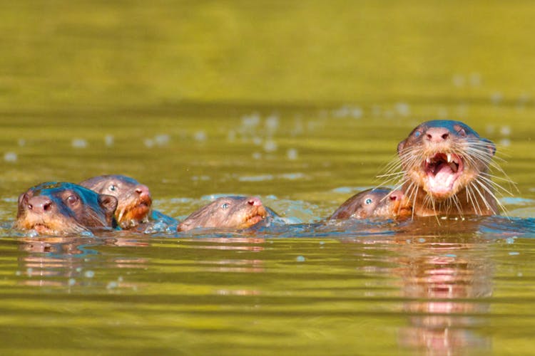 Vertebrate,Giant otter,Wildlife,North american river otter,Otter,Sea otter,Marine mammal,Mustelidae,nutria