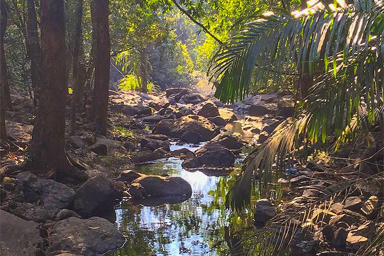 Natural landscape,Nature,Vegetation,Riparian zone,Natural environment,Nature reserve,Tree,Watercourse,Riparian forest,Forest