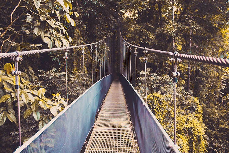 Bridge,Canopy walkway,Suspension bridge,Tree,Leaf,Rope bridge,Yellow,Sky,Inca rope bridge,Line